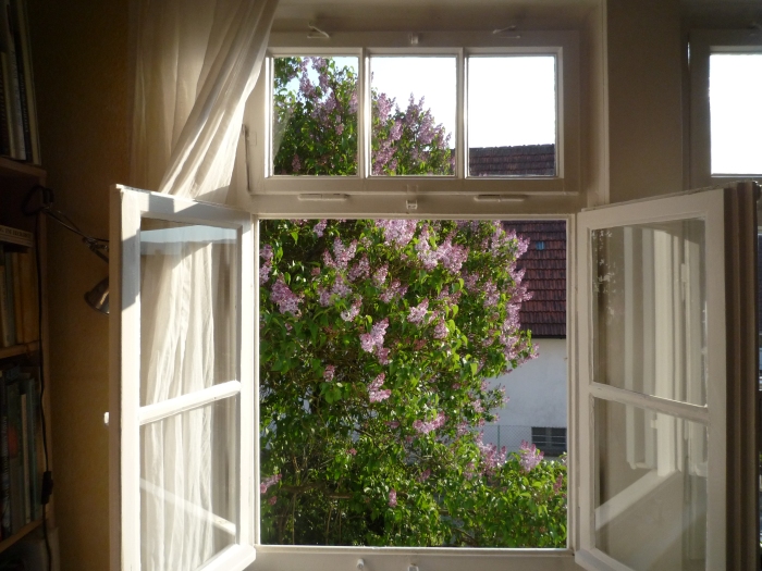 Showing inside of a white paned window open to see spring blooms